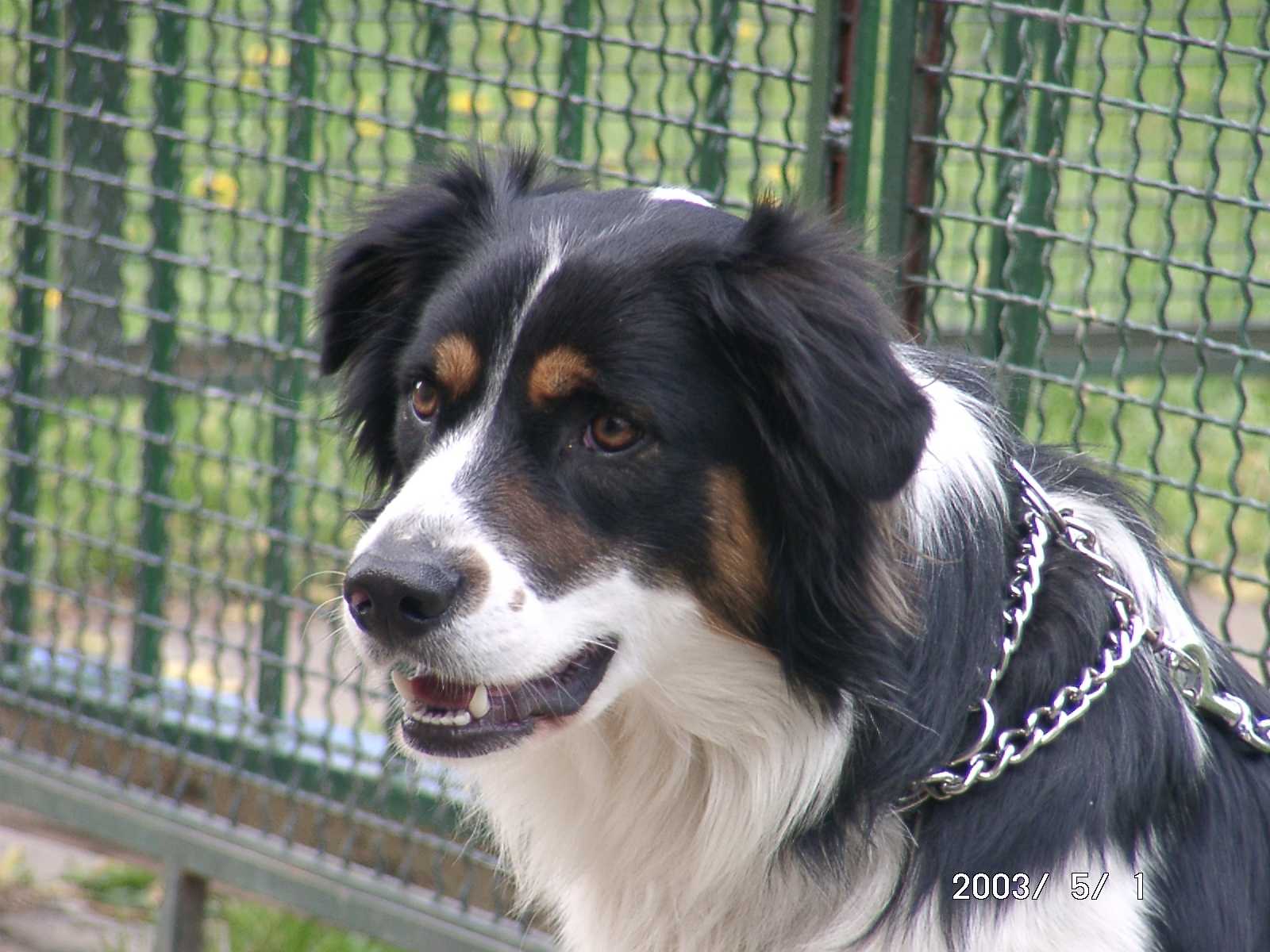 Clinton (Border Collier, Berner Sennen) Berner Sennenhund Border Collie 